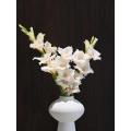 বিবাহের জন্য বাল্ক পাইকারি Ajax Gladiolus তাজা কাটা ফুল