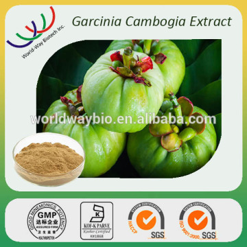2016 hot sell! garcinia cambogia hca 95% extract garcinia cambogia fruit extract garcinia cambogia extract