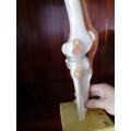 Life-Size Knee Joint Anatomy Model