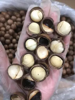 Fresh Macadamia Nuts For Premium Gift Market