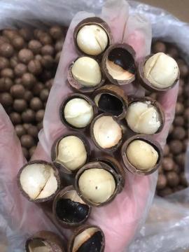 Fresh Macadamia Nuts For Premium Gift Market