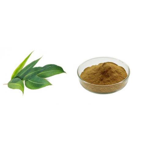 Food Grade Plant Extract eucalyptus extract