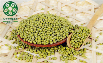 Conventional Type Sproutable Green Mung Bean,good price!