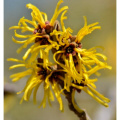 Organic Witch Hazel Extract for Gentle Facial Cleansing and Toning