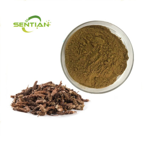Alchemilla Vulgaris Extract Sale