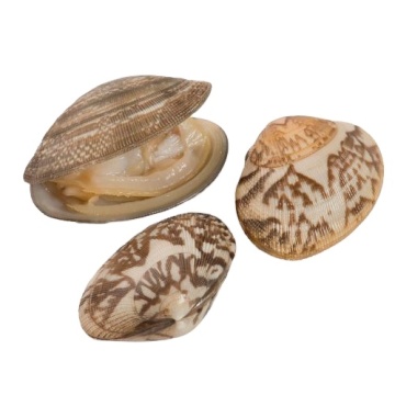 Frozen Cooked Baby Clam Products | Seafood Online