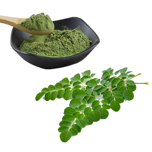 Moringa leaves powder bulk