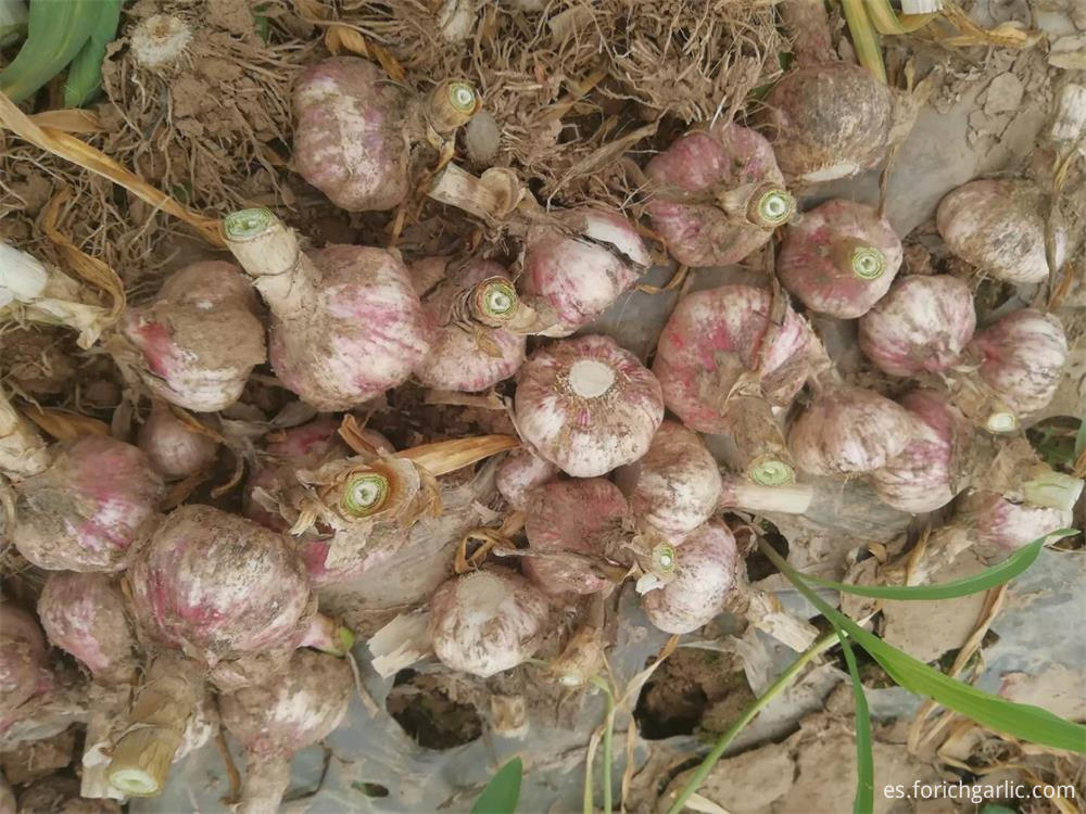 Normal White Garlic