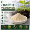مسحوق بروبيوتيك Bacillus velezensis