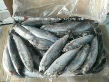 New Arrival Frozen Bonito Whole Round