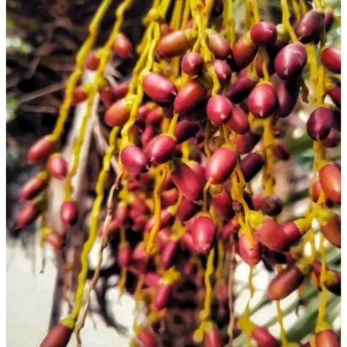Saw Palmetto Extract