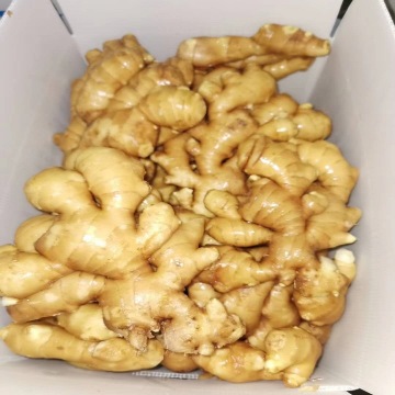 Packed Good Quality Chinese Fresh Yellow Ginger
