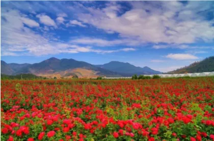 Rose flower essential oil