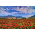 Aceite esencial de flores de rosas