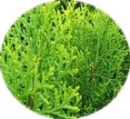 Platycypress leaf extract (2)