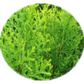 Platycypress leaf extract powder
