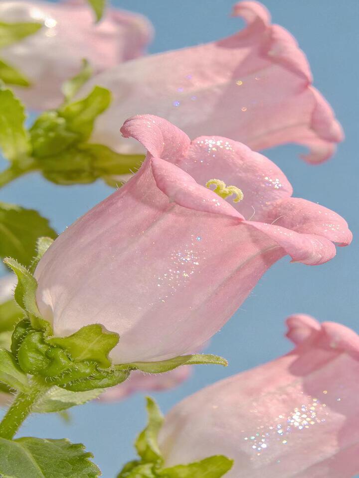 Pink Bellflower