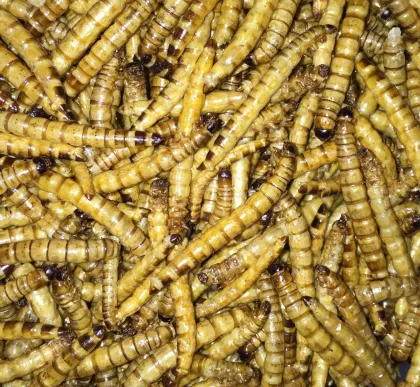 Bulk Hedgehog Rations: Grain Food, Bread, and Dried Worms