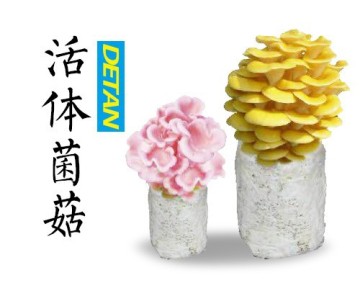 mushroom spawn/mushroom logs Wholesale