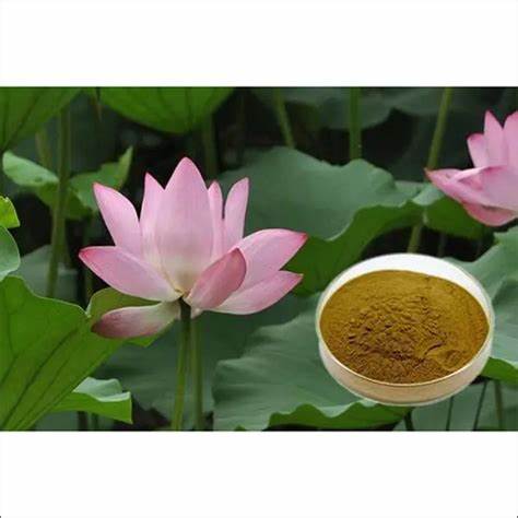 Hot Sale weight loss lotus leaf extract