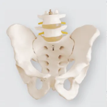 Life-Size Pelvis with 2pcs Lumbar Vertebrae