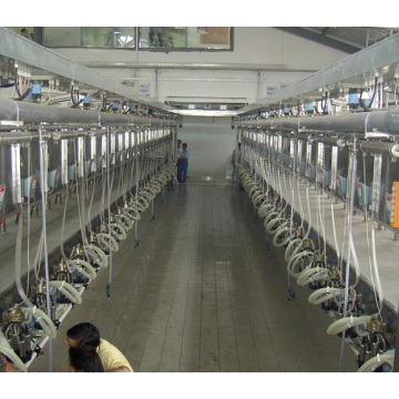 Fish type milking parlour