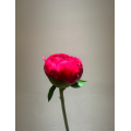 বিলাসবহুল কমান্ড কর্মক্ষমতা Peony