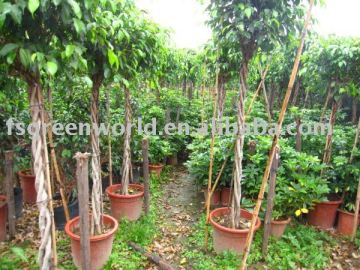 Ficus benjamina braided shape