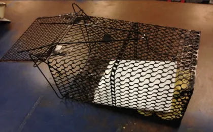 live beaver trap
