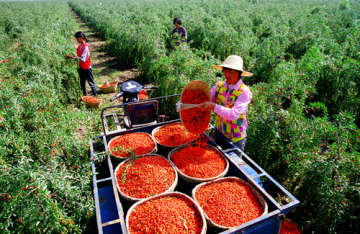 2017 Penjagaan Sehat Goji Leaf Baru