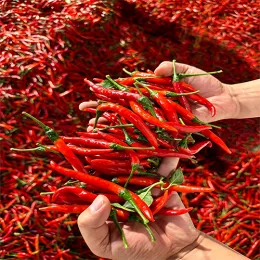 Premium Bird`s Eye Chili for Export Supply