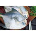 Pomfret frais surgelé en gros