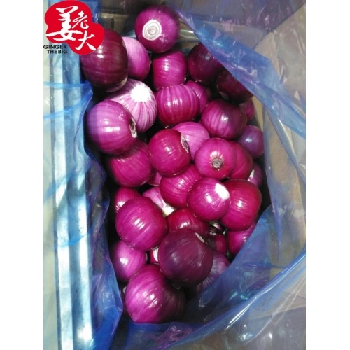 Fresh Red Onions 8cm and up Packing in 10kg/Bag - China Onion, Fresh Onion