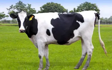 Complex enzymes for ruminant feed ensilage