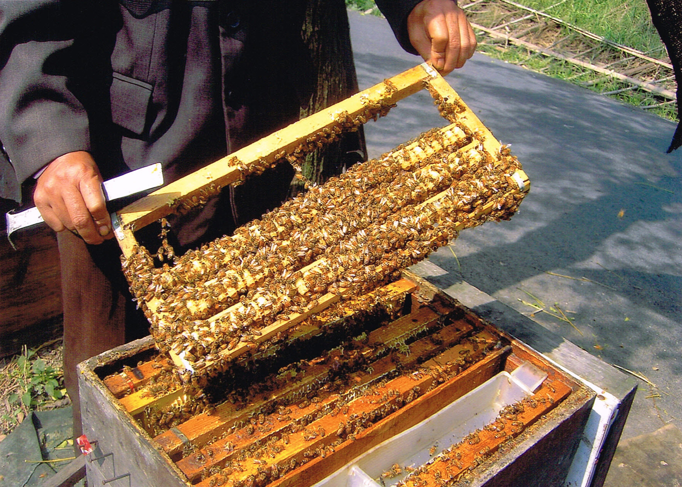 Bulk Mature Bee Honey