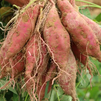 Jining greenfarm fresh sweet potato