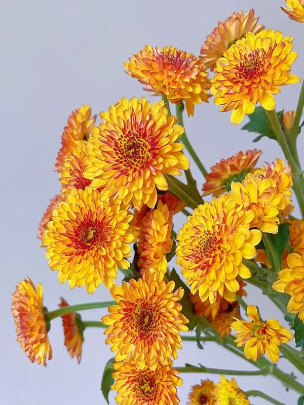 Bruno Orange Daisy2