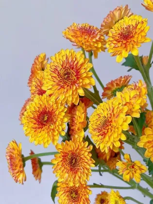 Bruno Orange Daisy spray chrysanthemum