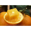Orange Fruit Powder Orange extract