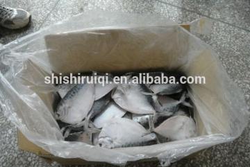 2016 high quality Frozen Moonfish for sale