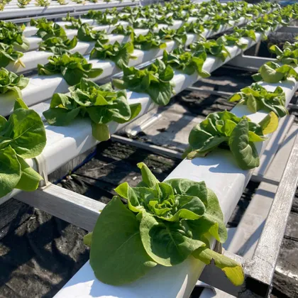 Professional NFT Hydroponic Channel Systems for Commercial Vegetable Growing - 10x5cm Soilless Hydroponics