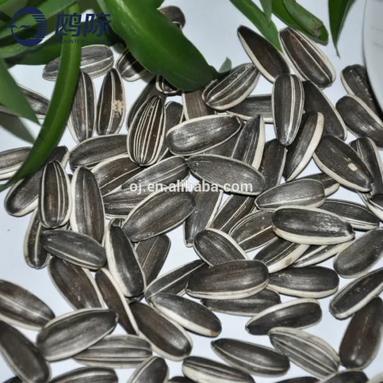 Inner Mongolia factory sunflower seeds sale