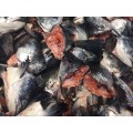 Cabeças de salmão congelado 400-500G