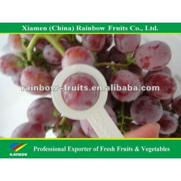 Nasik grapes from Yunnan & Xinjiang area Red globe grape fresh fruit Red grape from China import export companies pune