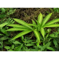 Weight Loss Glucomannan 60-95% Amorphophallus Konjac Extract