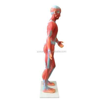 Muscle Model Educational Equipment & Anatomical Biological Instrument