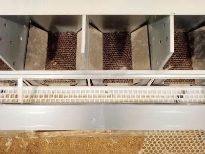 Automatic chicken egg collection box