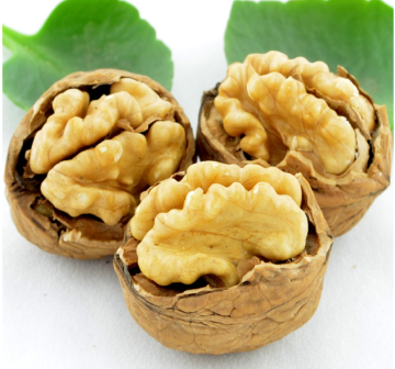 Half walnut without shell