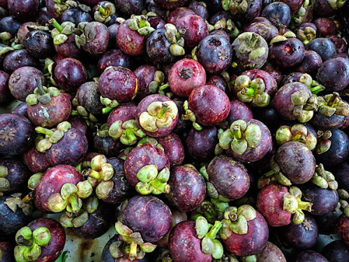 fruit extract powder Mangosteen Extract