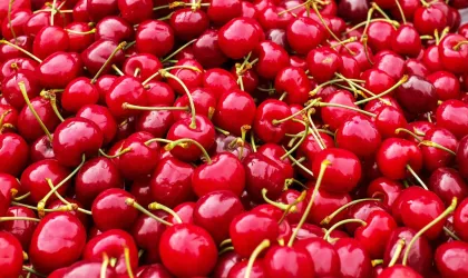 Hot selling Sour Cherry Extract